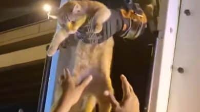 Orange cat’s meows lead to bridge pillar rescue in Samut Prakan | Thaiger