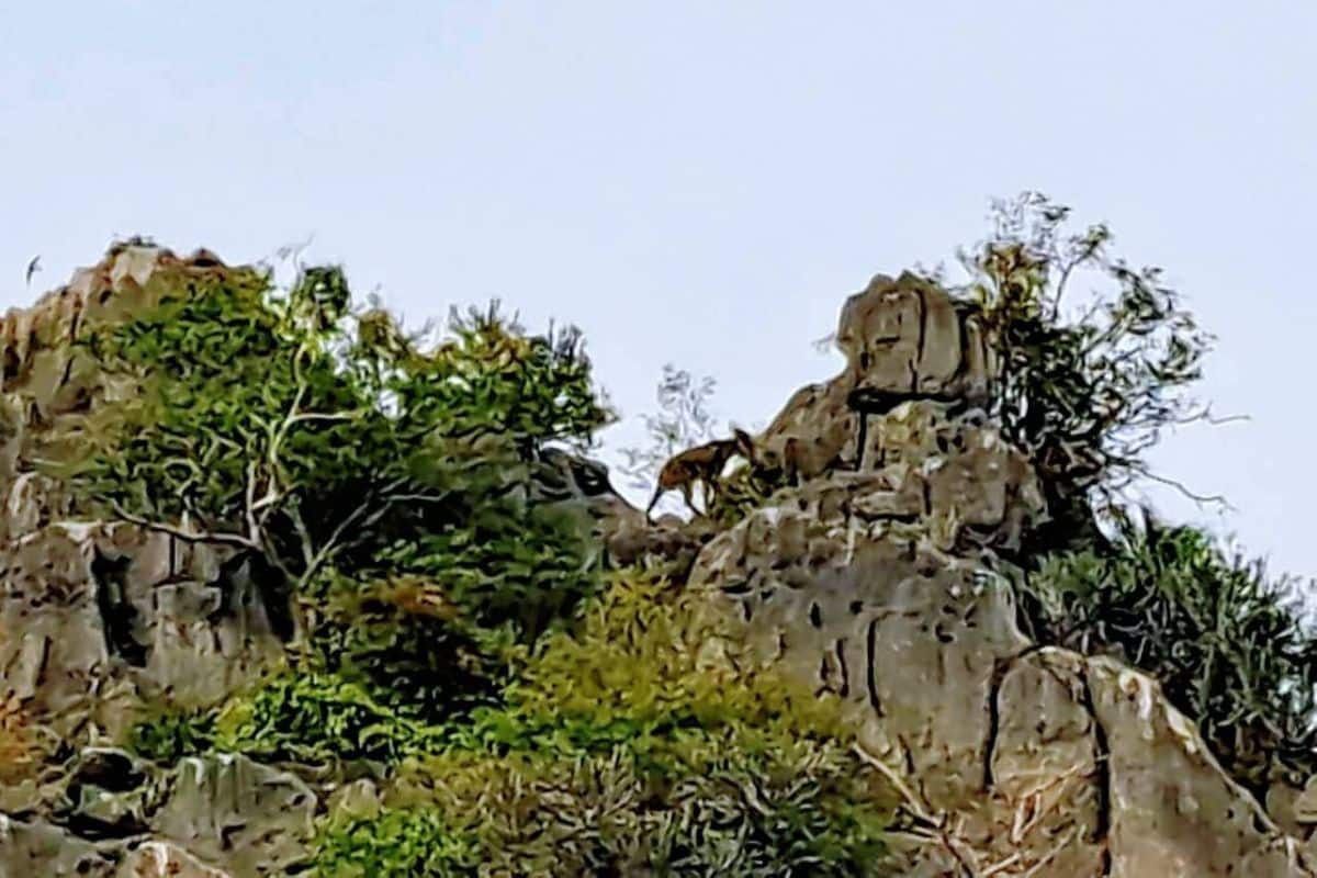 A wild serow standing on Khao Daeng cliff in Khao Sam Roi Yot National Park