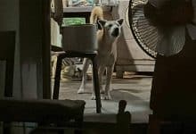 Dog guards owner’s body as elderly woman dies in Nonthaburi | Thaiger