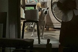 Dog guards owner’s body as elderly woman dies in Nonthaburi | Thaiger