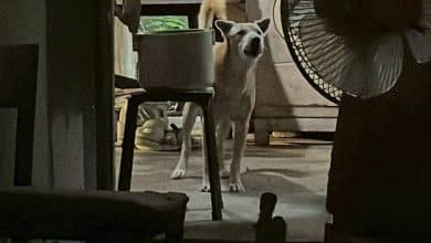 Dog guards owner’s body as elderly woman dies in Nonthaburi | Thaiger