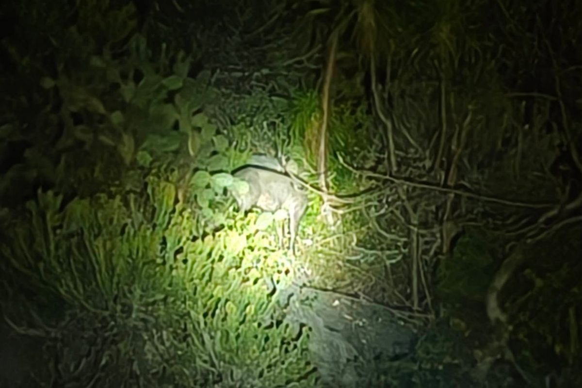 A wild serow seen near Bo Kaew pier in Khao Sam Roi Yot National Park