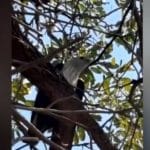 Bird of prey spooks locals in Ang Thong with low swoops | Thaiger