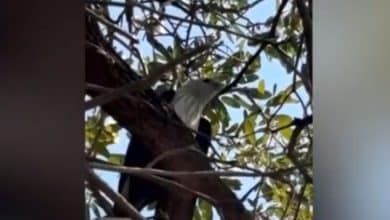 Bird of prey spooks locals in Ang Thong with low swoops | Thaiger