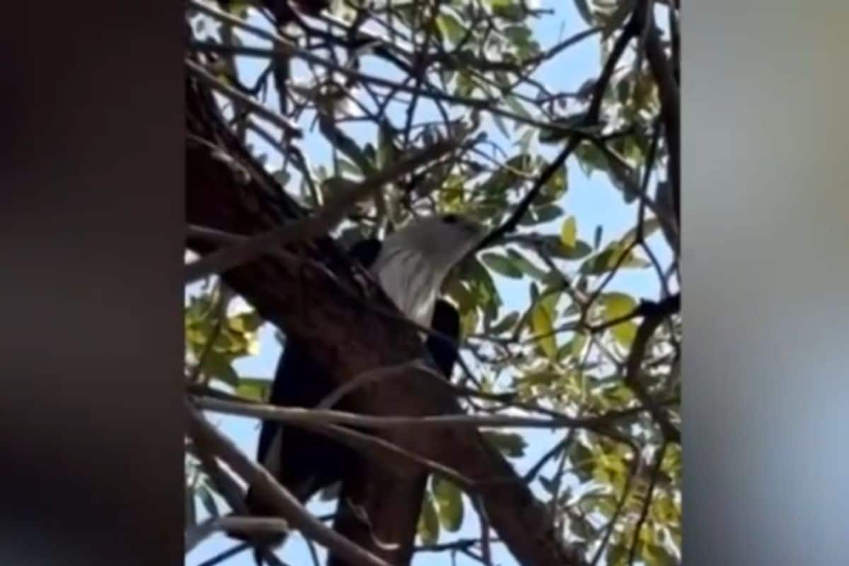 Bird of prey spooks locals in Ang Thong with low swoops | Thaiger