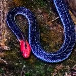 Rare red-headed krait spotted in Kaeng Krachan National Park | Thaiger