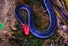 Rare red-headed krait spotted in Kaeng Krachan National Park | Thaiger