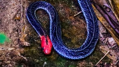 Rare red-headed krait spotted in Kaeng Krachan National Park | Thaiger