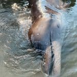 Longman’s beaked whale found in Thailand for first time | Thaiger