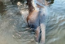 Longman’s beaked whale found in Thailand for first time | Thaiger