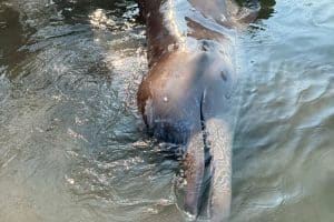 Longman’s beaked whale found in Thailand for first time | Thaiger