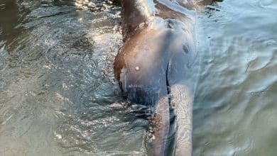 Longman’s beaked whale found in Thailand for first time | Thaiger