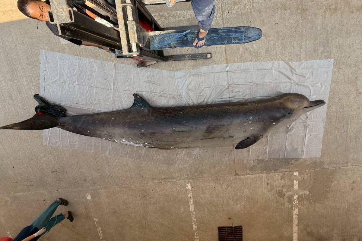 Dead Longman’s beaked whale on Chanthaburi beach, Thailand