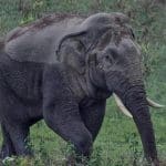 Search continues for injured elephant in Khao Yai park | Thaiger