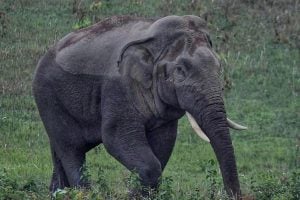 Search continues for injured elephant in Khao Yai park | Thaiger