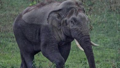 Search continues for injured elephant in Khao Yai park | Thaiger