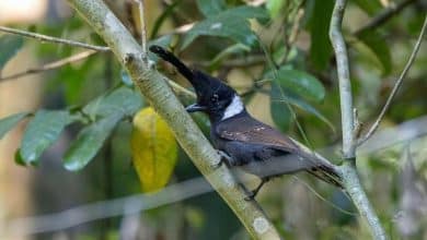 Elusive crested jayshrike spotted on Kaeng Krachan forest trail | Thaiger