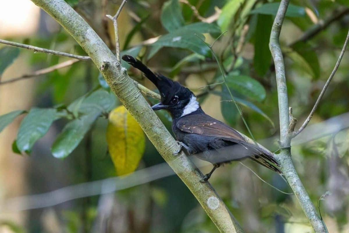 Elusive crested jayshrike spotted on Kaeng Krachan forest trail | Thaiger