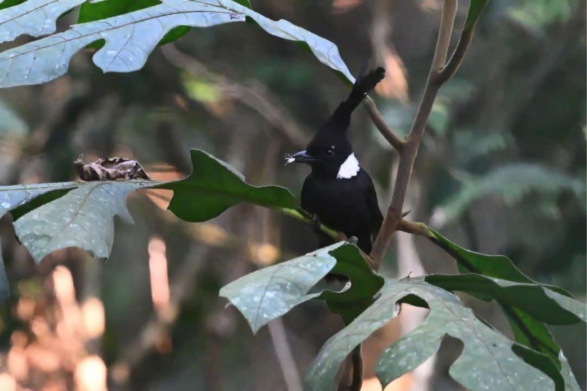 Crested jayshrike spotted in Kaeng Krachan National Park