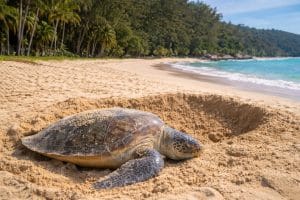 Green Sea Turtle Phuket Karon Beach Nesting Event | Thaiger