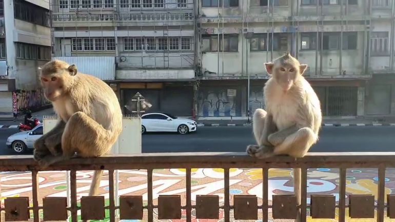 Tourists warned: Monkey bites pose rabies risk in Phuket | News by Thaiger