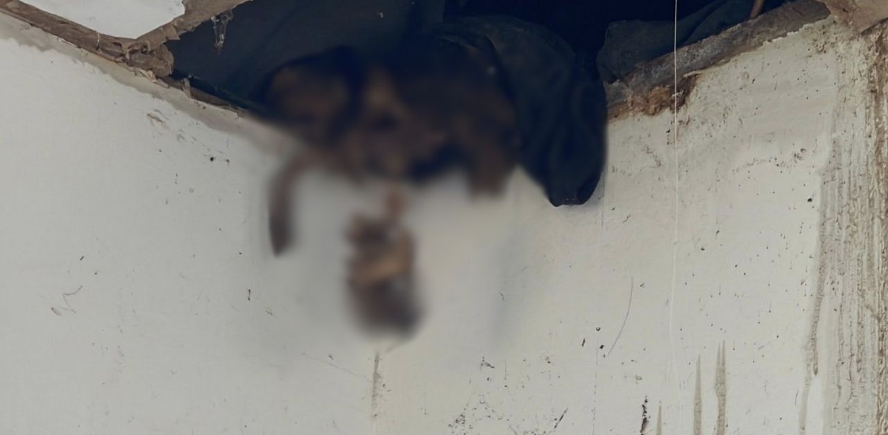 skeleton found during house renovation