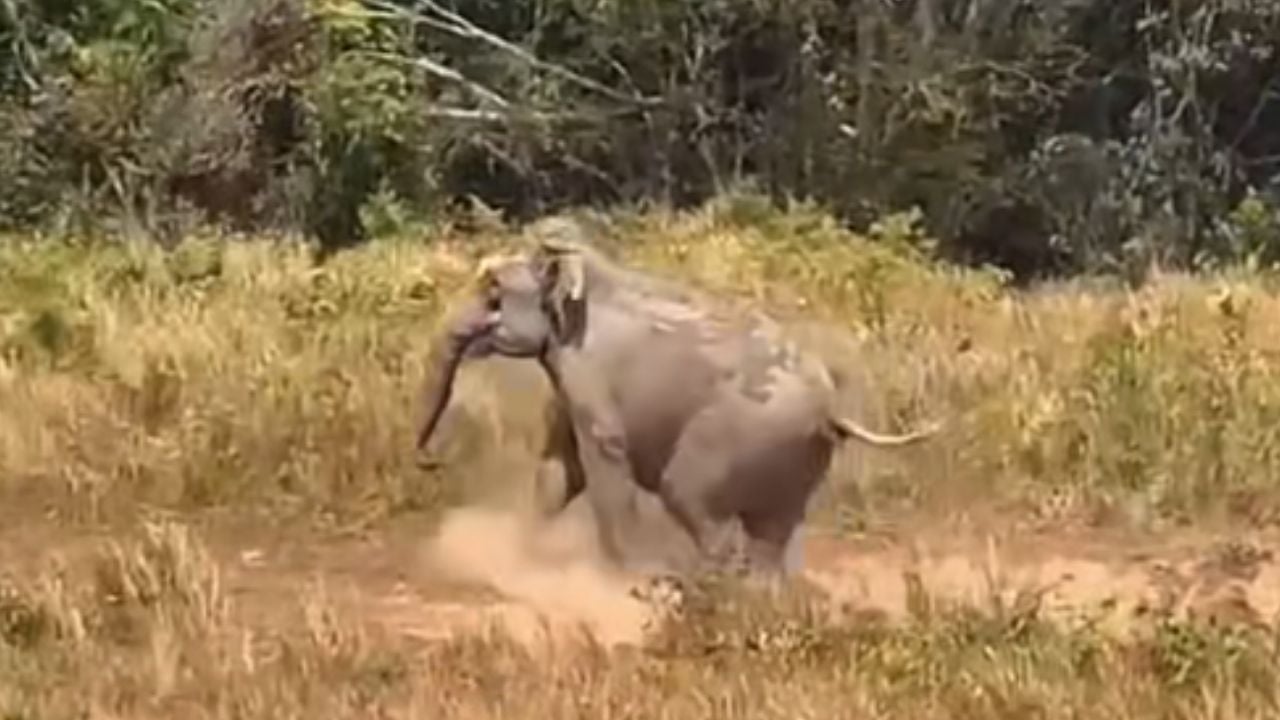 Elephant scared by drone