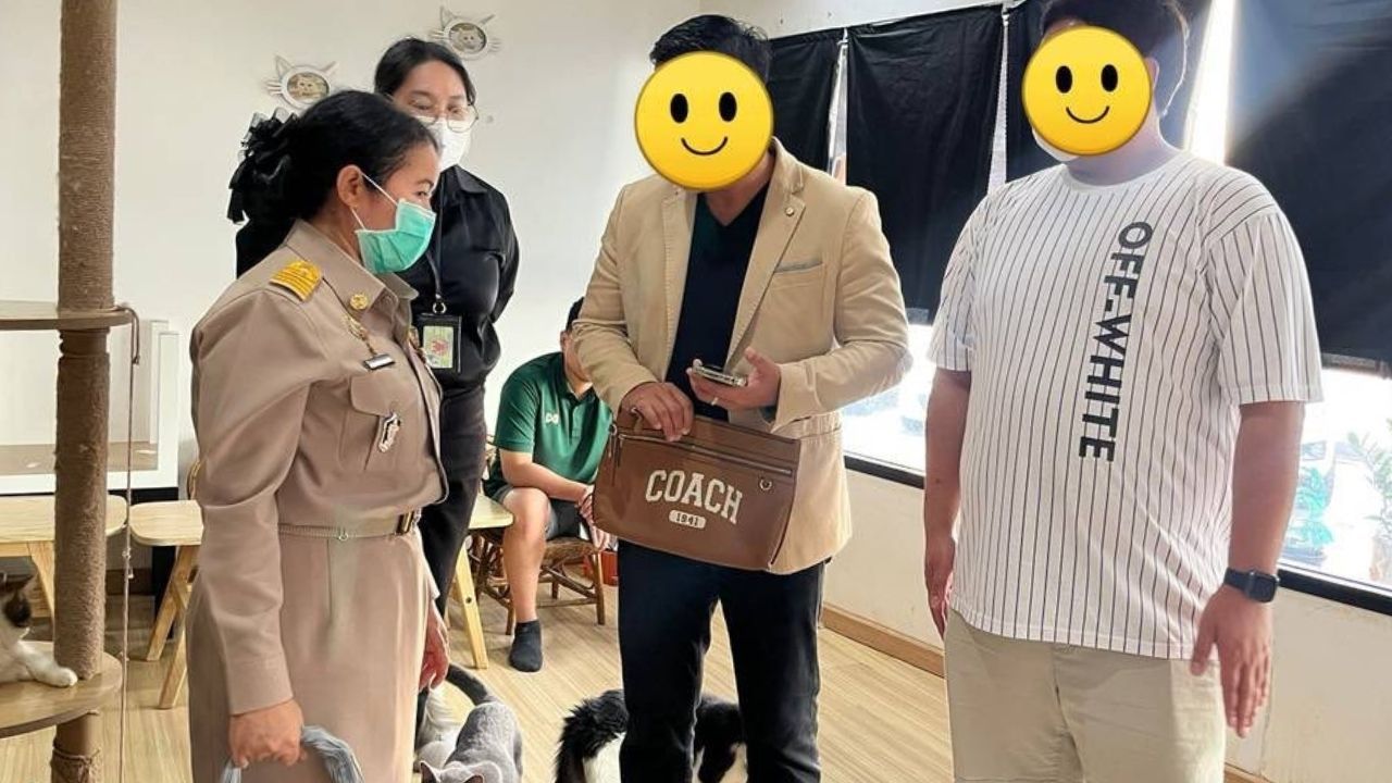 Thai man abuse cats in Bangkok cafe