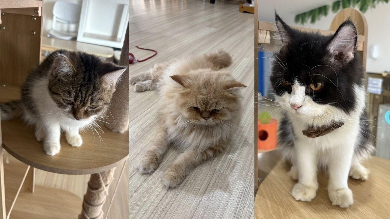 Cats in cafe abused