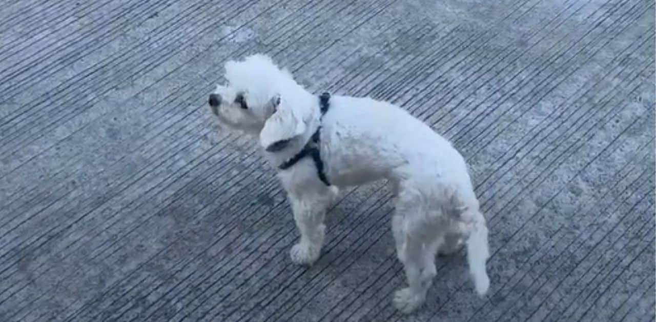 Italian tourist insults Thai taxi driver