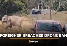 Foreign man slammed for flying drone, scaring Khao Yai elephants | Thaiger