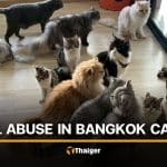 Viral videos sparks prove into cat abuse at Bangkok cafe | Thaiger