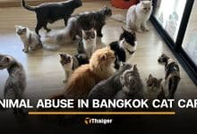 Viral videos sparks prove into cat abuse at Bangkok cafe | Thaiger