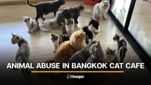 Viral videos sparks prove into cat abuse at Bangkok cafe | Thaiger