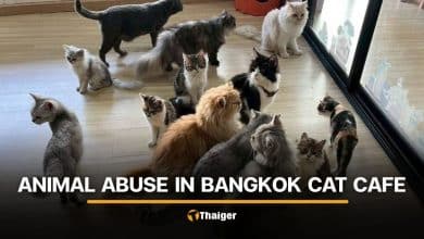 Viral videos sparks prove into cat abuse at Bangkok cafe | Thaiger