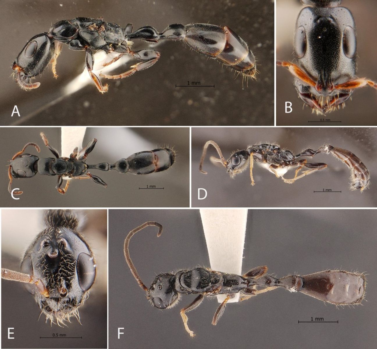 Close-up of Tetraponera sirindhornae, a new ant species found in Trang