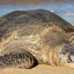 Green Sea Turtle Phuket Karon Beach Nesting Event | Thaiger