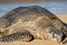 Green Sea Turtle Phuket Karon Beach Nesting Event | Thaiger