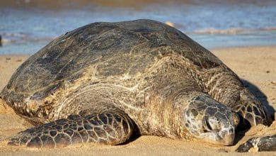 Green Sea Turtle Phuket Karon Beach Nesting Event | Thaiger