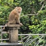 Tourists warned: Monkey bites pose rabies risk in Phuket | Thaiger
