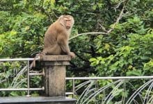 Tourists warned: Monkey bites pose rabies risk in Phuket | Thaiger