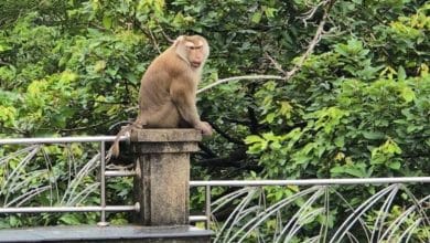 Tourists warned: Monkey bites pose rabies risk in Phuket | Thaiger