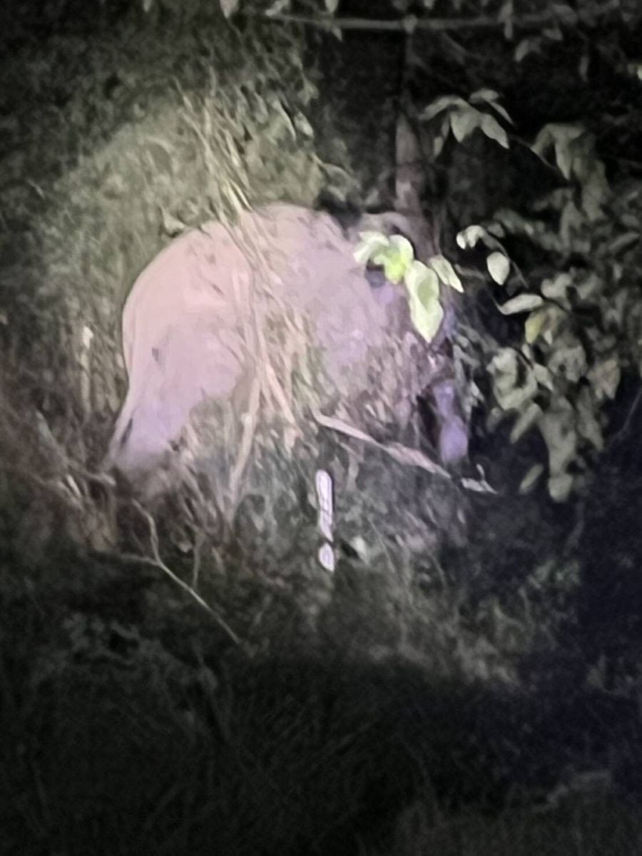 Phlai Chom View, the wild elephant found safe in Khao Yai forest