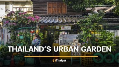 Thailand’s love for urban gardening | Thaiger