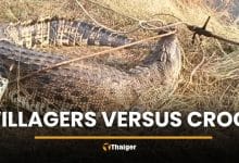 Crocodile mistaken for log shocks locals in Nakhon Pathom canal | Thaiger