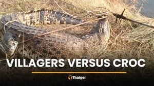 Crocodile mistaken for log shocks locals in Nakhon Pathom canal | Thaiger