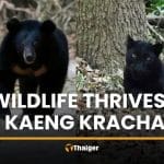 Wildlife thrives in Kaeng Krachan as panther and bear spotted | Thaiger