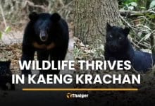 Wildlife thrives in Kaeng Krachan as panther and bear spotted | Thaiger