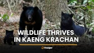 Wildlife thrives in Kaeng Krachan as panther and bear spotted | Thaiger