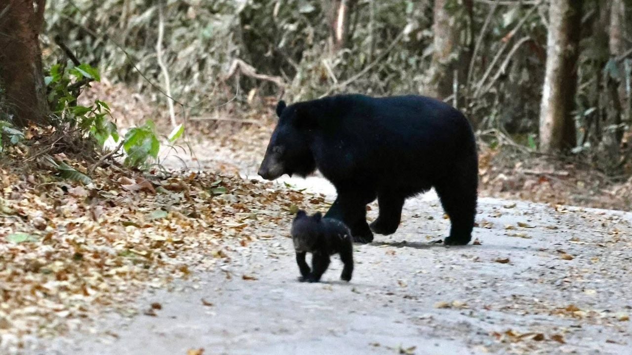 Black panther and Asiatic black bear with cub spotted in Kaeng Krachan National Park